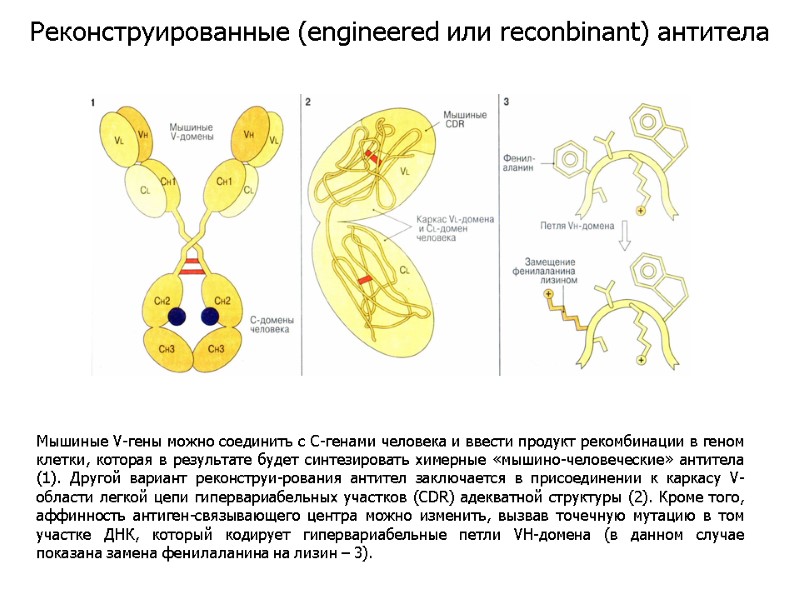 Мышиные V-гены можно соединить с С-генами человека и ввести продукт рекомбинации в геном клетки,